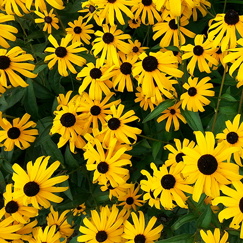 13 Fun Facts About Maryland