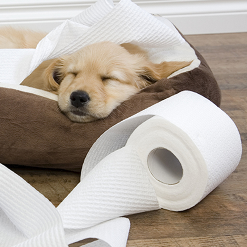 A Cheat Sheet to Puppy Proof Your Home