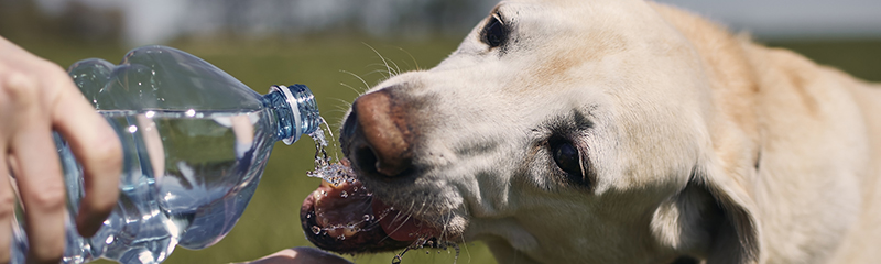 Owner taking care of thirsty dog by giving it water.