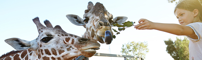 Girl Feeding Two Giraffes At The Public Wild Park Against Trees At Summer Sunny Day