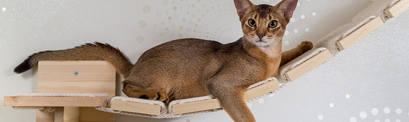 Cat lounging on wall hammock.