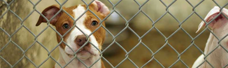 Save a Life at a New Jersey Animal Shelter