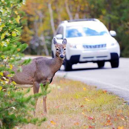 Save Your Car (and the Deer)