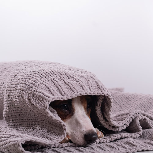 Dog hiding under blanket.