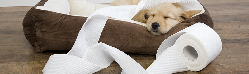A Cheat Sheet to Puppy Proof Your Home