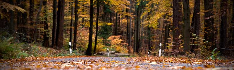 Autumn Leaves and Other Fall Roadway Dangers