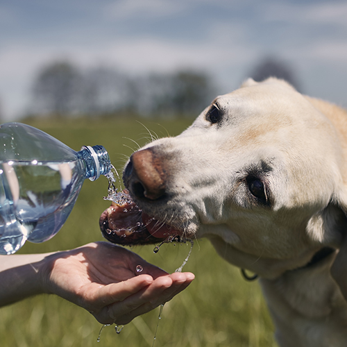 Owner taking care of thirsty dog by giving it water.