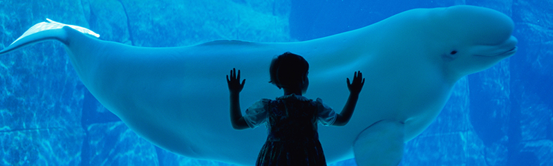 Girl looking at Beluga Whale at aquarium.