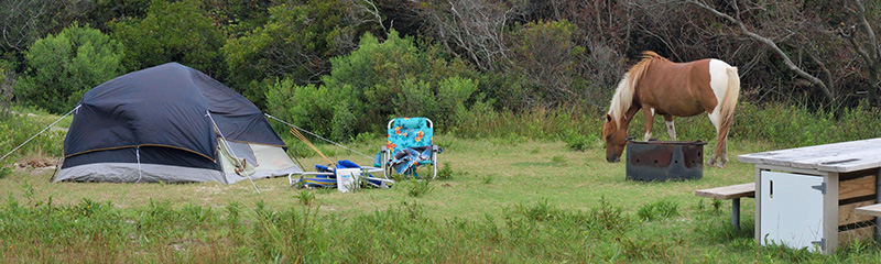 An assateague, chincoteague if you prefer, pony grazing in the campground reserved for tent campers on a august morning.