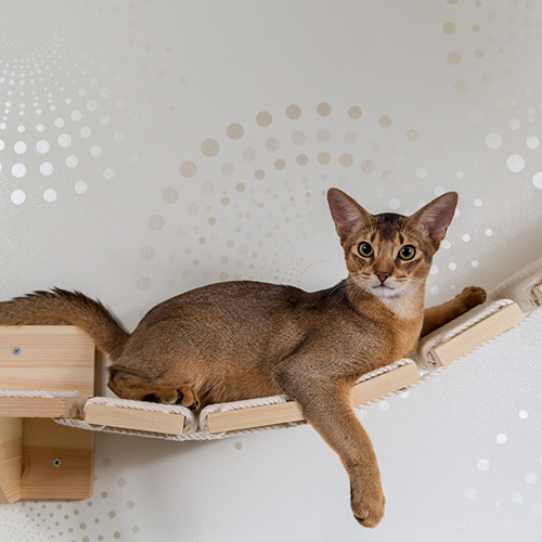 Cat lounging on wall hammock.