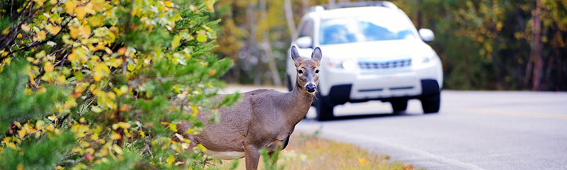 Save Your Car (and the Deer)