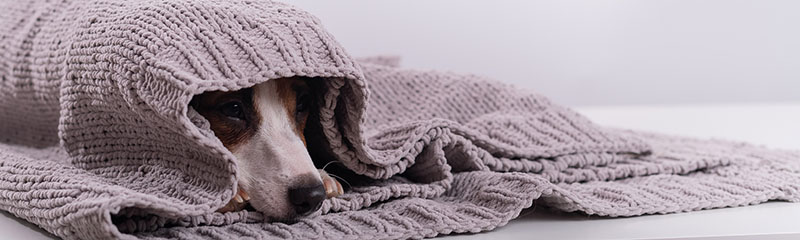 Dog hiding under blanket.