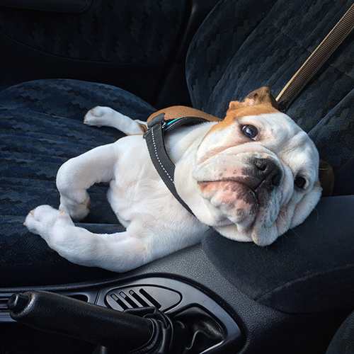 Your Dog Can’t Ride Shotgun! Keep Your Pets Safe in the Car