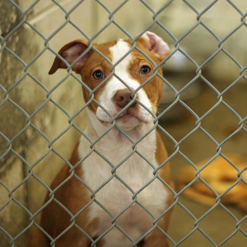Save a Life at a New Jersey Animal Shelter NJM